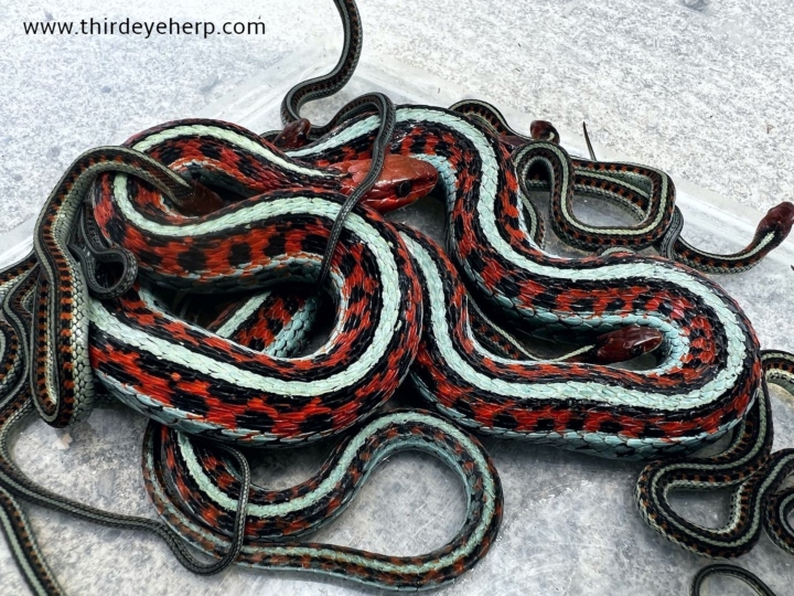 California Red-sided Garter Snakes
